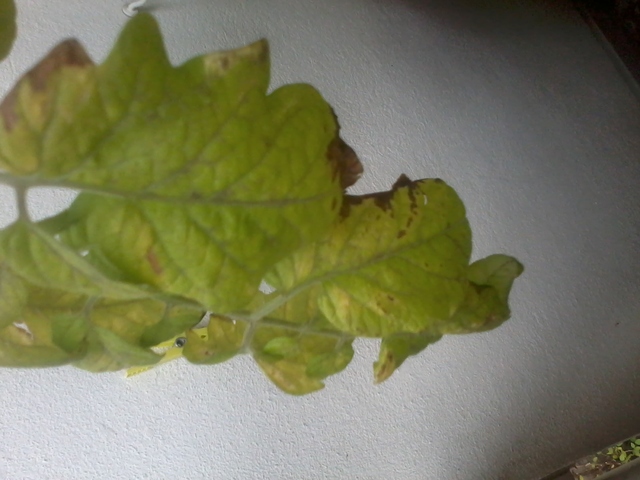 [Bild: 2014-08-2216.21.00t9kua.jpg]