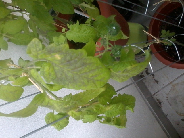 [Bild: 2014-08-2216.22.02g6kpp.jpg]