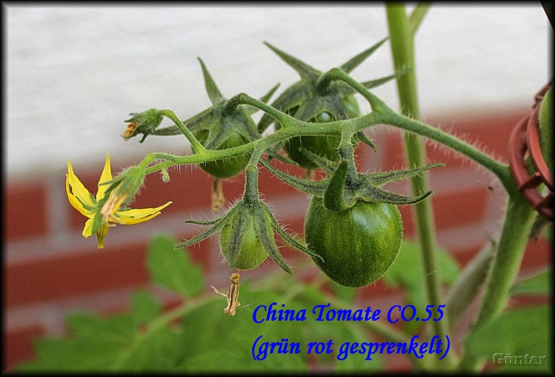[Bild: a_chinatomateco.55grnsmy78.jpg]
