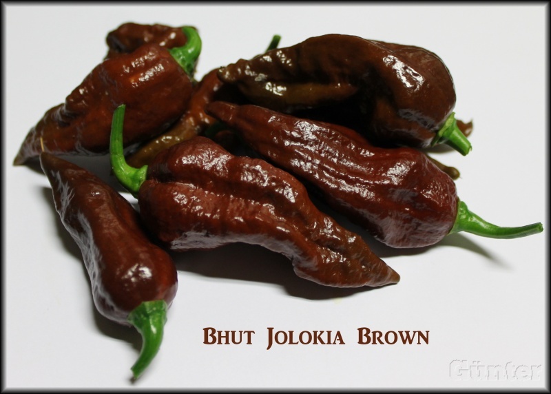 [Bild: bhutjolokiabrownkjsks.jpg]