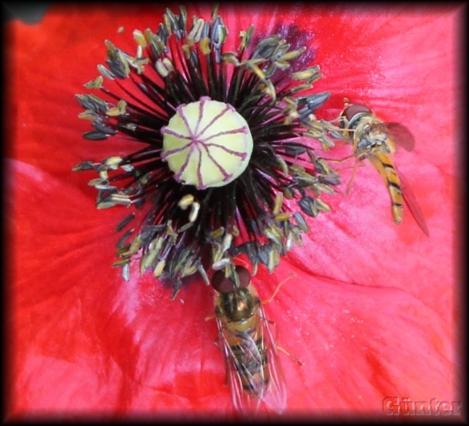 [Bild: bienen44smn.jpg]
