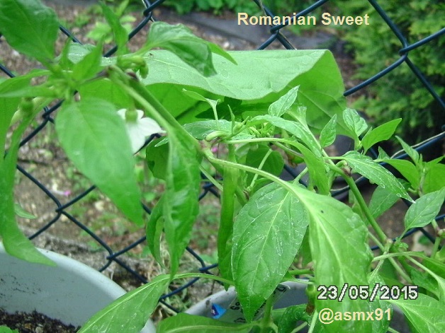 [Bild: bild00280ypnw.jpg]