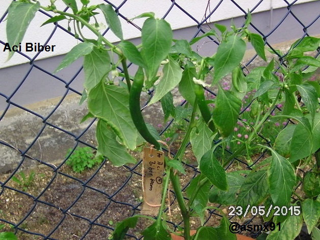 [Bild: bild0029ocqix.jpg]