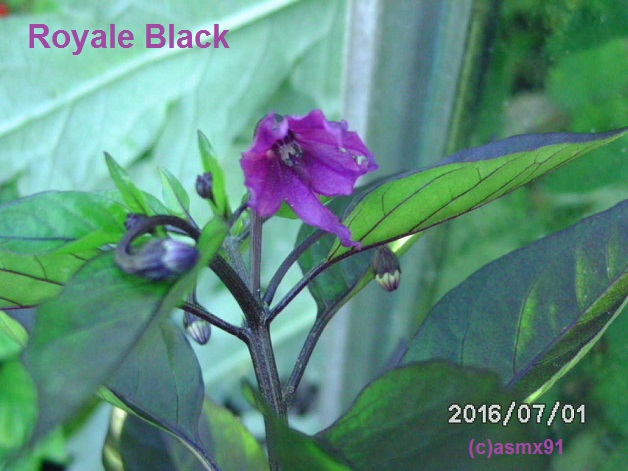 [Bild: bild0043fys7w.jpg]