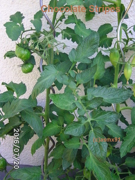 [Bild: bild0088habzw.jpg]