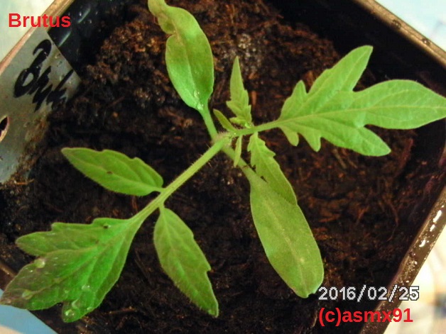 [Bild: bild0121oes9r.jpg]