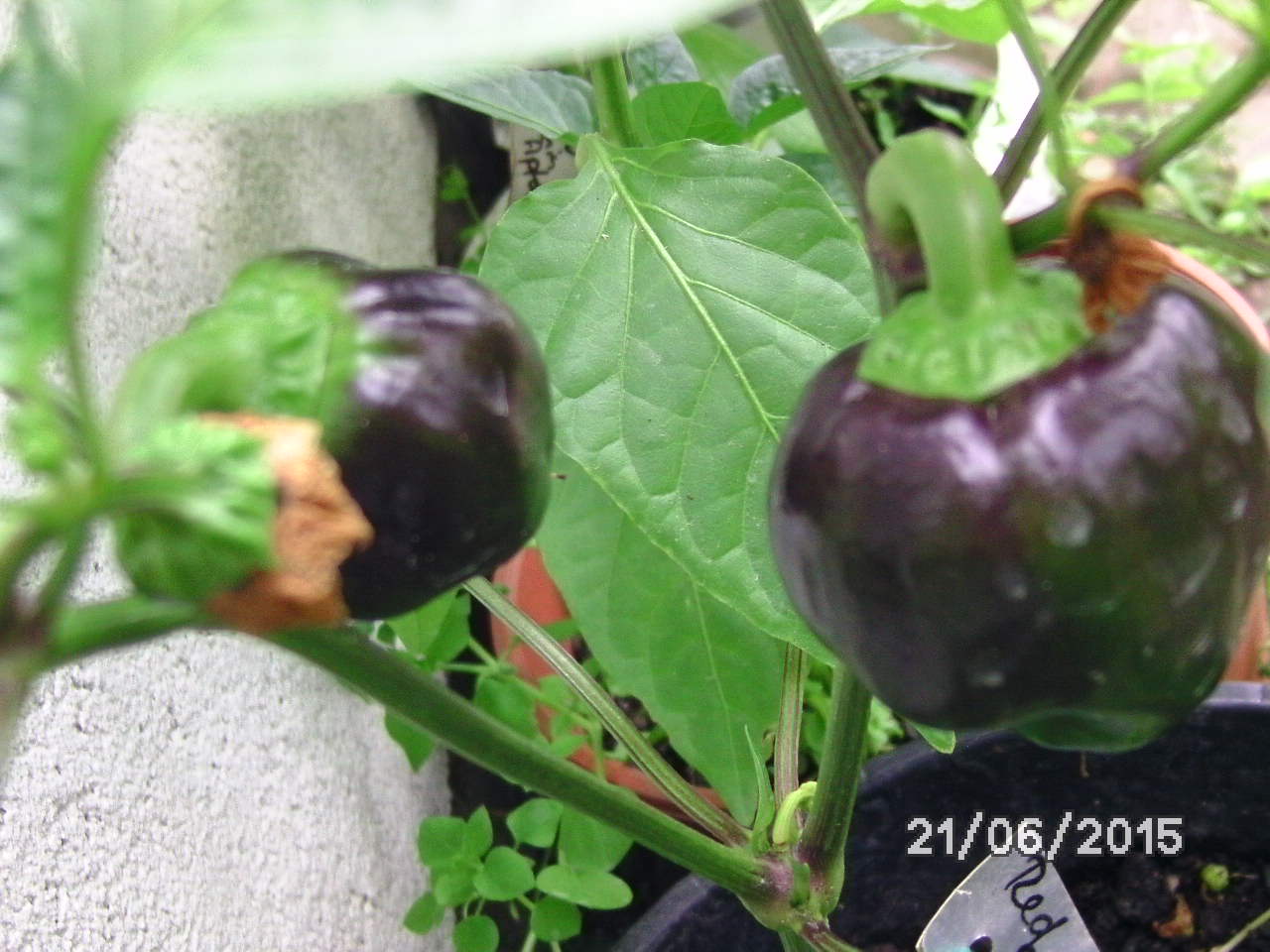 [Bild: bild0148n9udh.jpg]