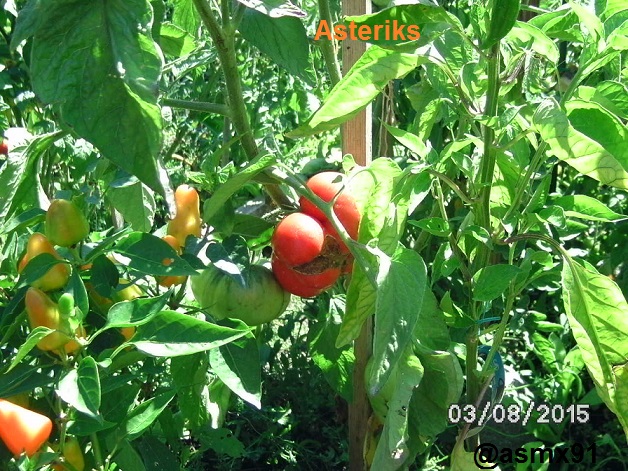 [Bild: bild01553dszk.jpg]