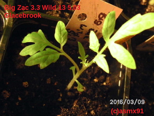 [Bild: bild0164nzsza.jpg]