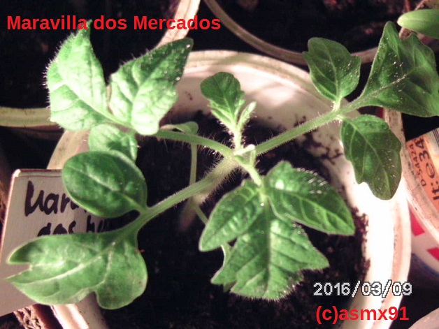 [Bild: bild0169ogsdh.jpg]