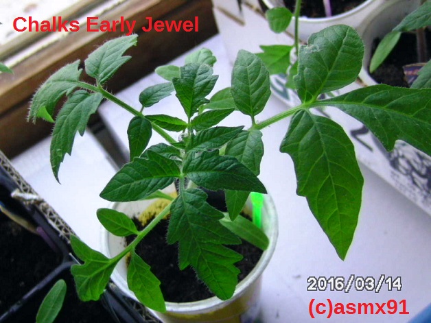 [Bild: bild01808fueq.jpg]