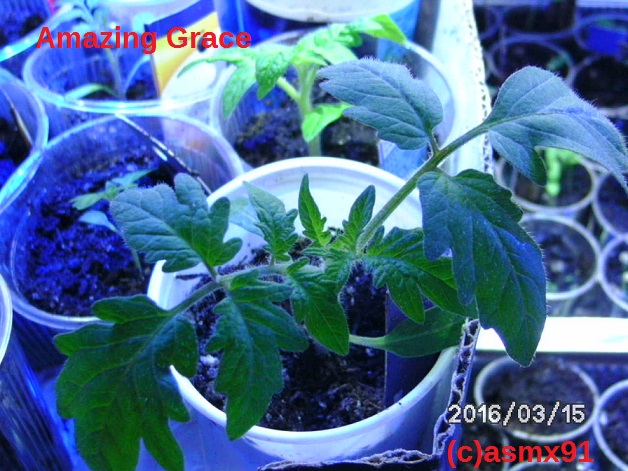 [Bild: bild01849os08.jpg]