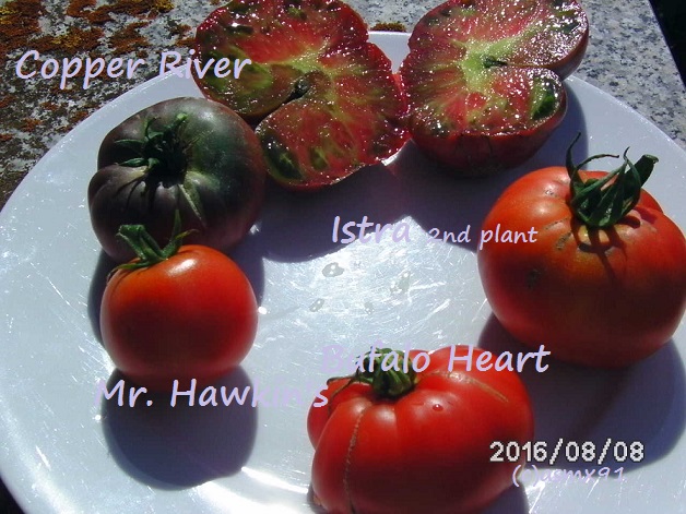 [Bild: bild0184thoik.jpg]