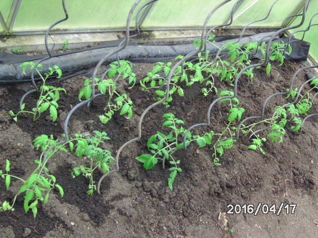 [Bild: bild0225l6a0f.jpg]