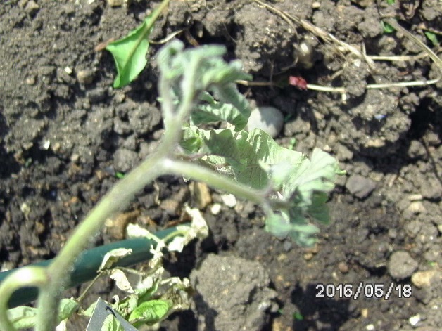 [Bild: bild02543juo7.jpg]
