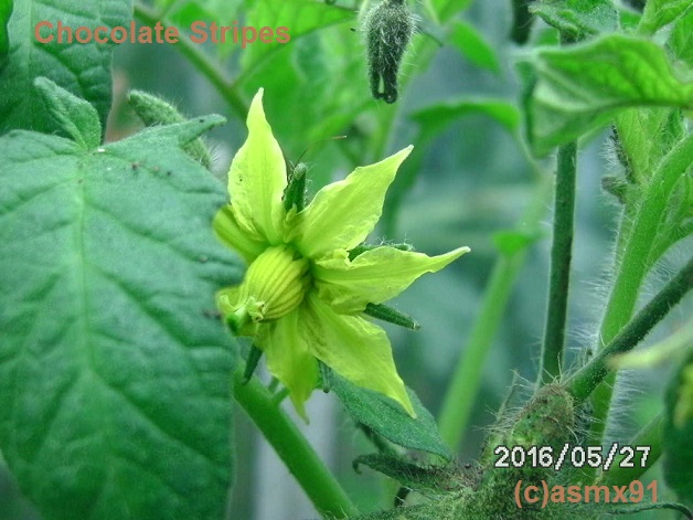 [Bild: bild0267raspb.jpg]