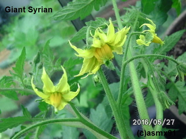 [Bild: bild0268gjs1c.jpg]