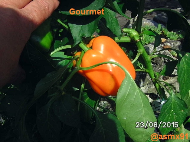 [Bild: bild03030jsfe.jpg]