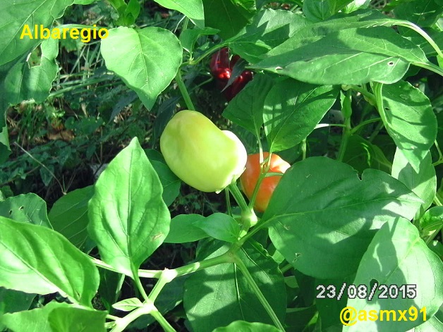 [Bild: bild0306thswb.jpg]