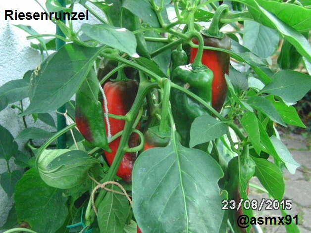 [Bild: bild0309p9s2r.jpg]