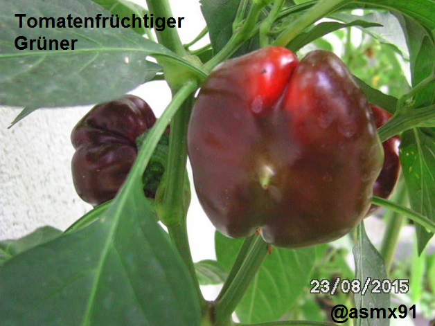 [Bild: bild03111kshv.jpg]