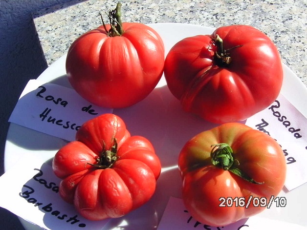 [Bild: bild0320gikol.jpg]