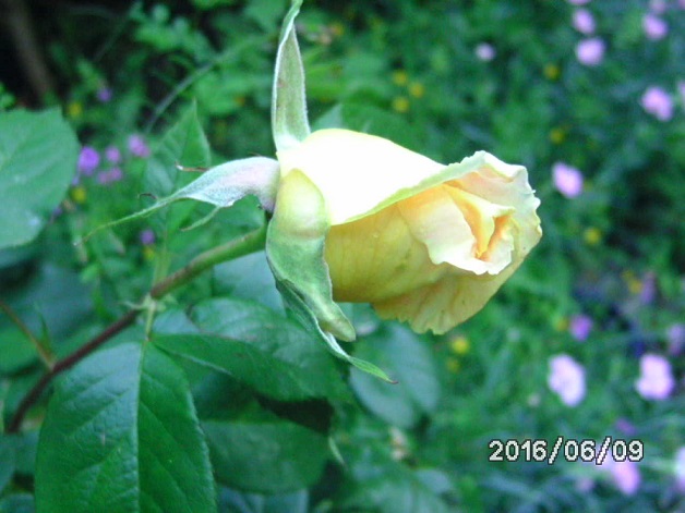 [Bild: bild03246csdn.jpg]