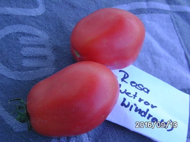 [Bild: bild03365trli.jpg]