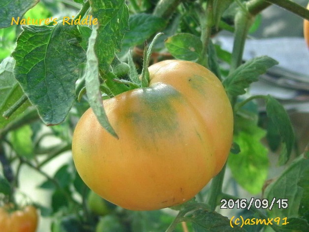 [Bild: bild0343blj1w.jpg]