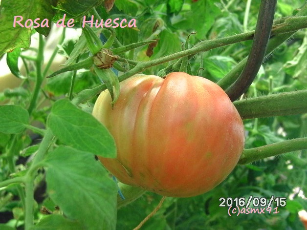 [Bild: bild0349plkod.jpg]