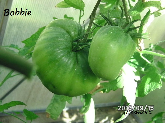 [Bild: bild0353pmkwy.jpg]