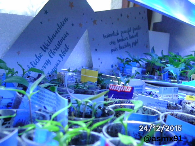 [Bild: bild053378jrt.jpg]