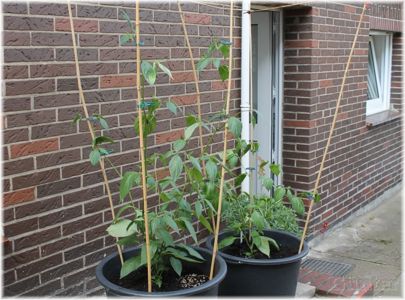 [Bild: chili_tomaten_1_5vquaq.jpg]
