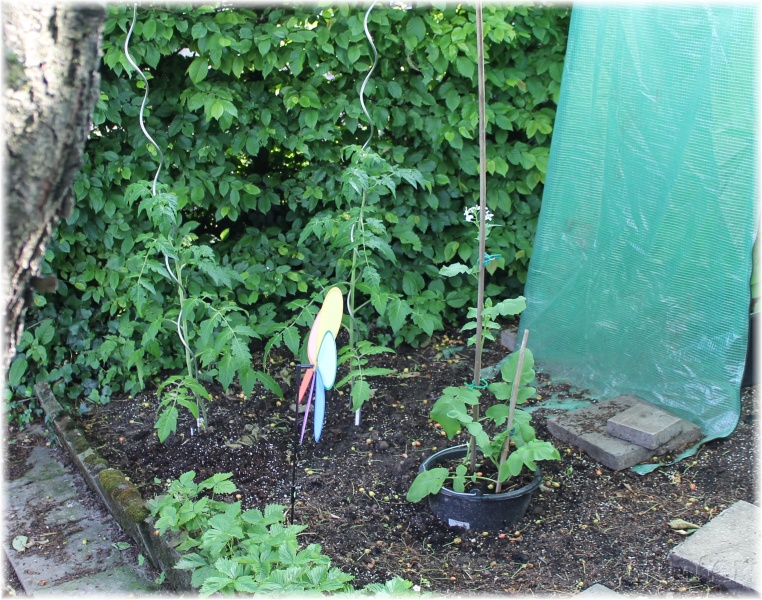 [Bild: chili_tomaten_5lmuk8.jpg]