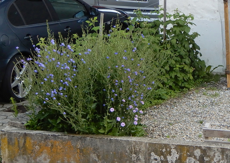 [Bild: dscn5760-drzkzb.jpg]