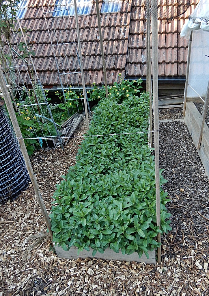 [Bild: dscn8954-dq6jm8.jpg]