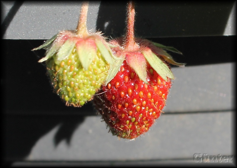 [Bild: erdbeerenv9bvn.jpg]
