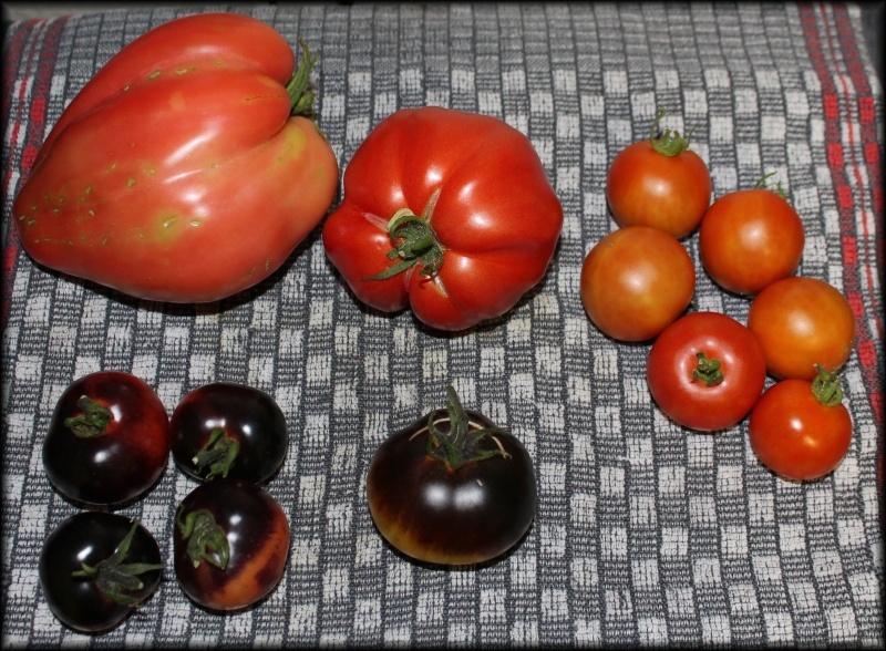 [Bild: ernte01092015qgotx.jpg]