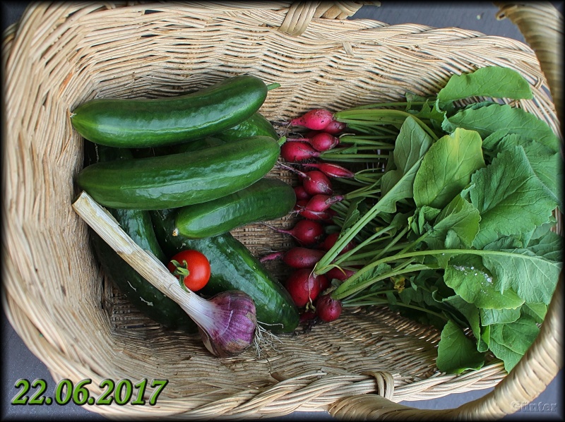 [Bild: ernte22062017-kopiemasgu.jpg]