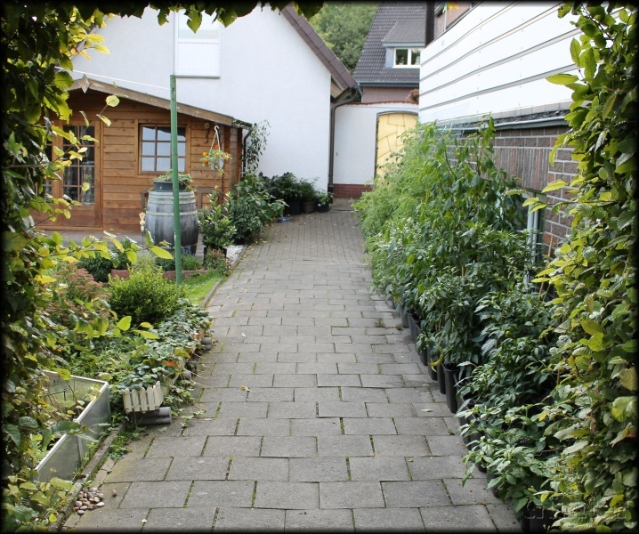 [Bild: garten4auwt.jpg]