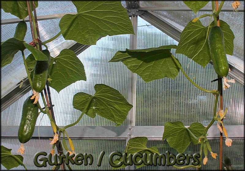 [Bild: gurken_08052018-kopievsqrl.jpg]