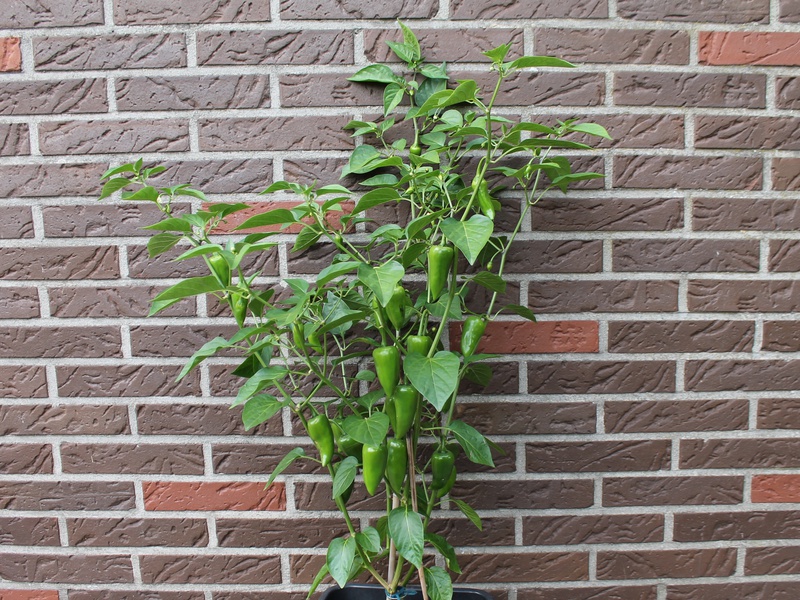 [Bild: jalapenodeadpool12082syknm.jpg]