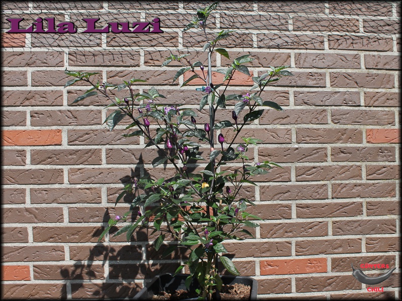 [Bild: lilaluzipflanze1008208gkin.jpg]