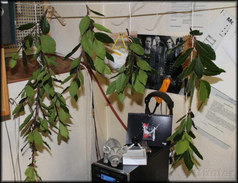 [Bild: lorbeerudu80.jpg]