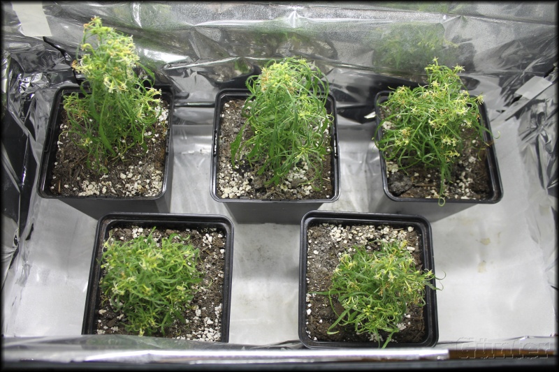 [Bild: mutanty5x6c.jpg]