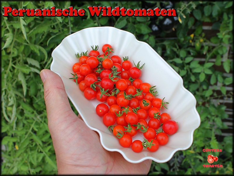 [Bild: peruanischewildtomate46k14.jpg]