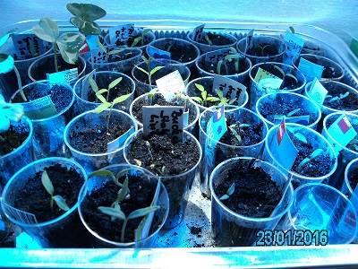 [Bild: pict0005olsy7.jpg]