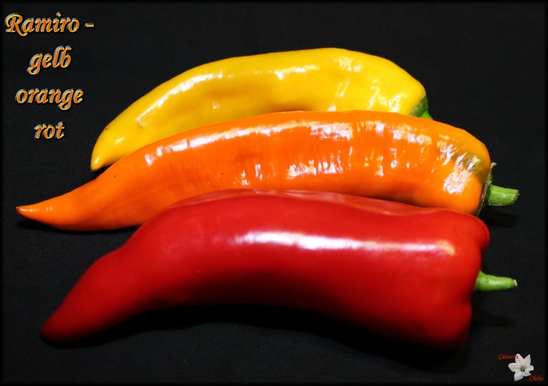 [Bild: ramiro3farben-kopieyosrm.jpg]