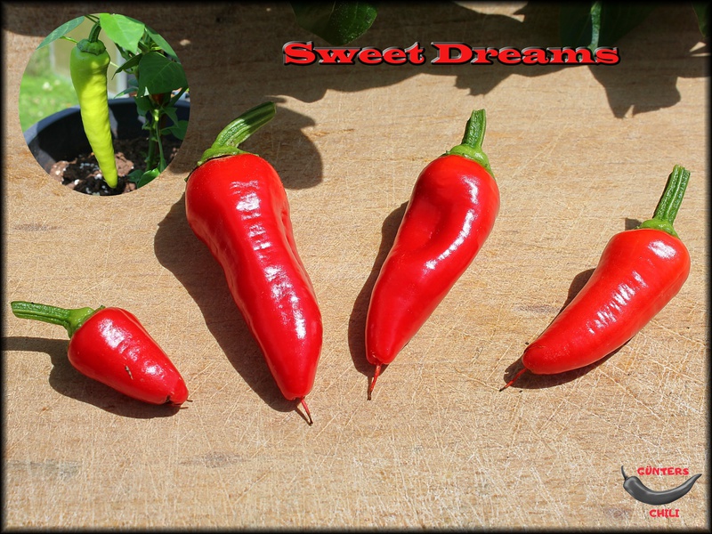 [Bild: sweetdreams17072021gokgg.jpg]