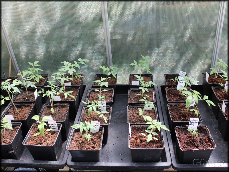 [Bild: tomaten23042019f1kxd.jpg]